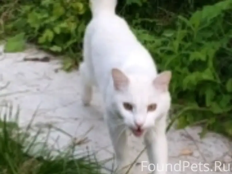 Найден белый котик, район ул. Севстрой