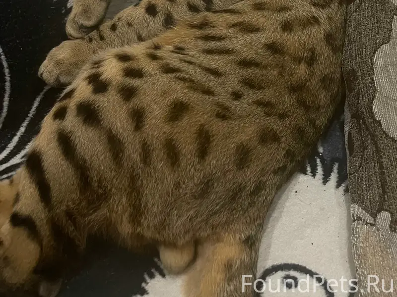 Пропал бенгальский кот Тигр, ул. Н. Эркая
