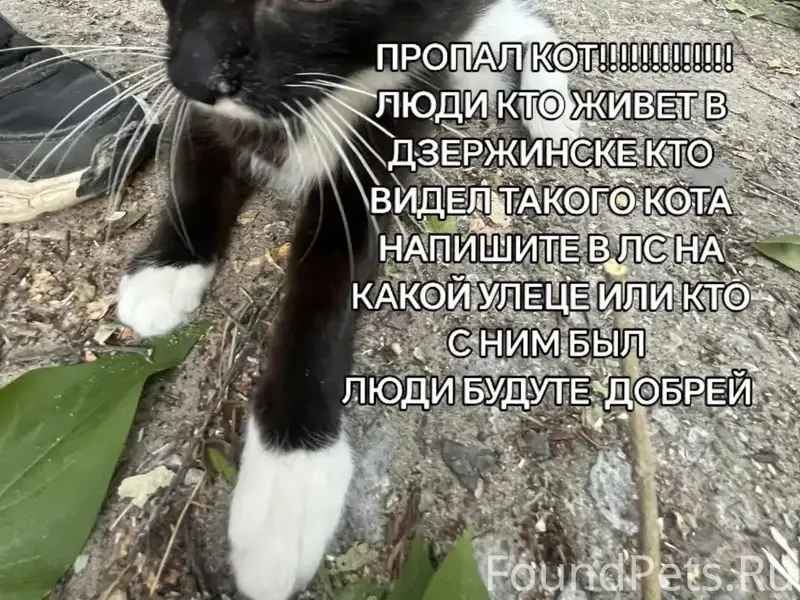 Пропал кот, Дзержинск