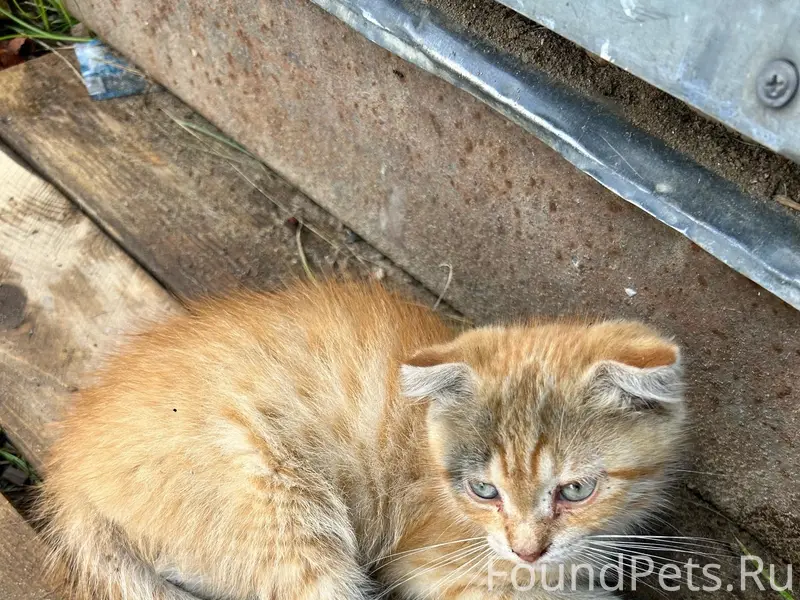 Найден котёнок, стройка