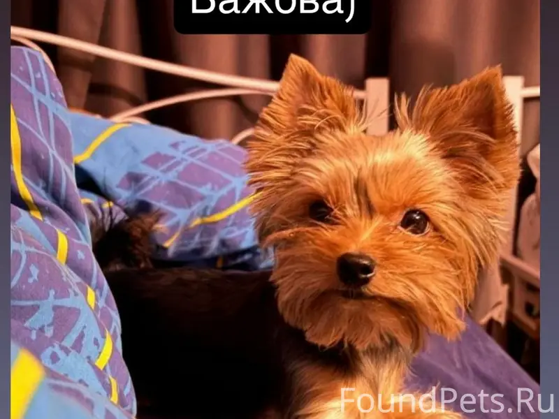 Пропала девочка йоркширский терьер Мика