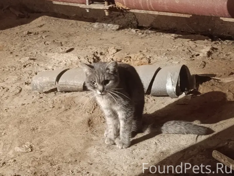 Найден кот, хромает, Водники