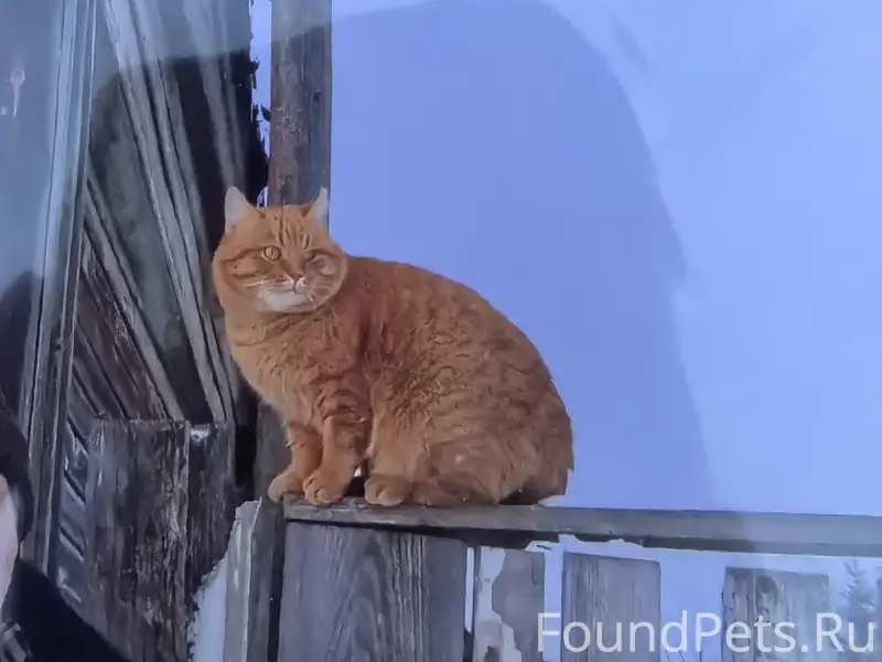 Пропал кот Яша, м. Нежданово