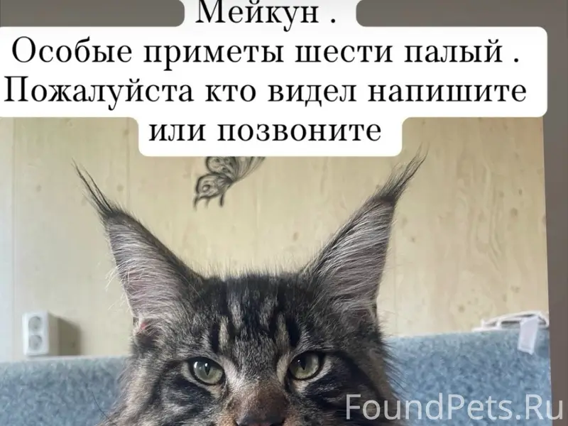 Пропал кот, Волхов
