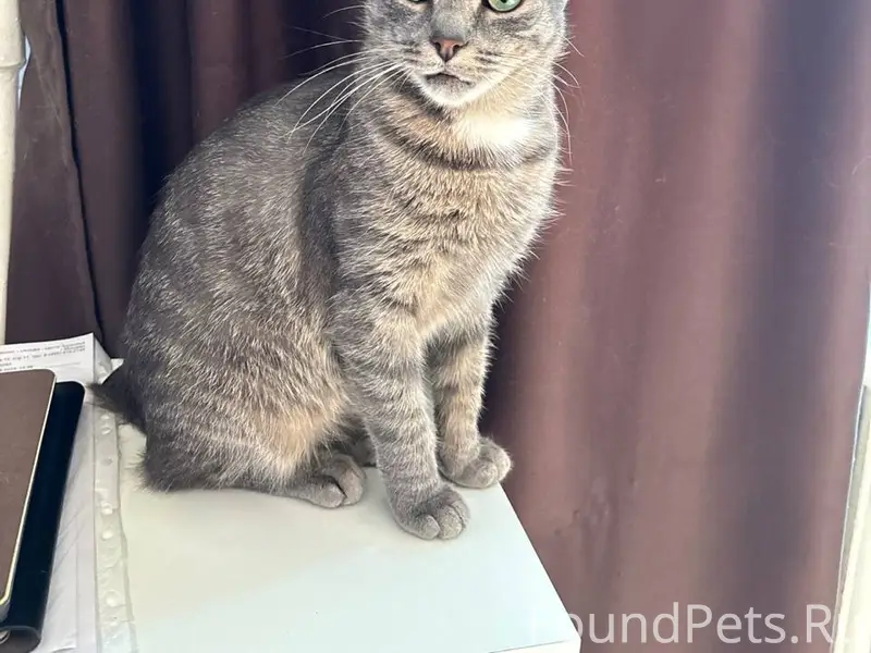 Пропала кошка, мкр Таврово - 3