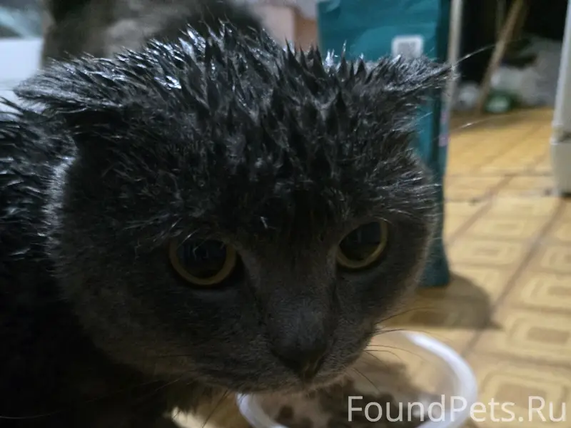 Найден вислоухий кот, Жукова