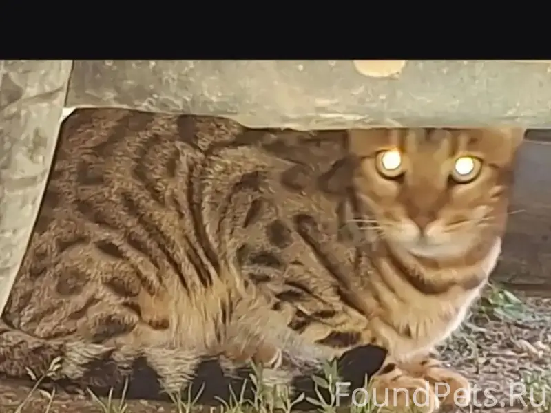 Найдена кошка, д. Семеновское