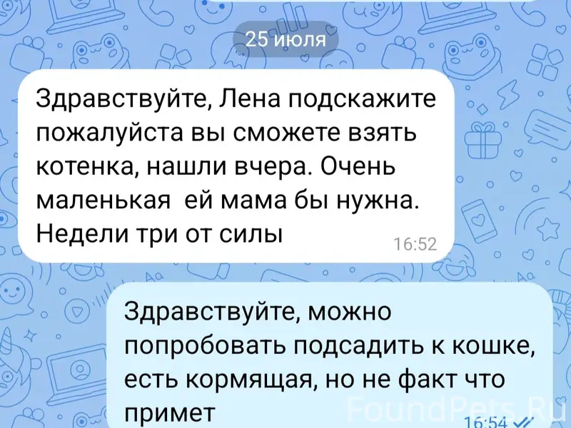 Найден котёнок, найден на улице