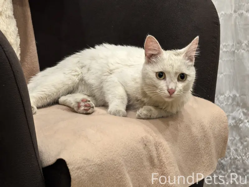 Найден белый кот, Самаркандская 147