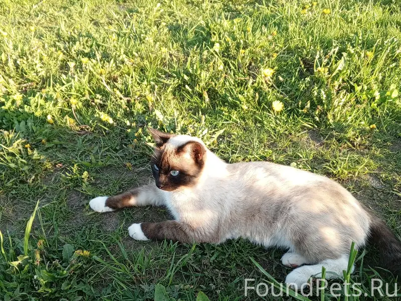 Пропал кот Макс, село Русское