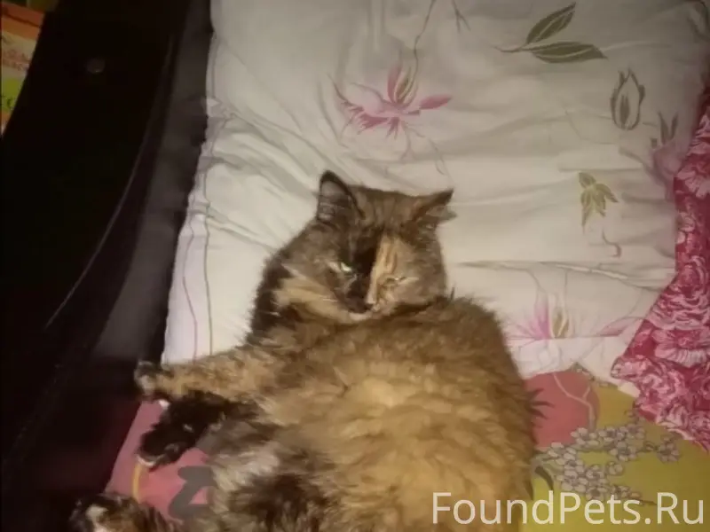 Пропала кошка Мурка, район жд‑вокзала