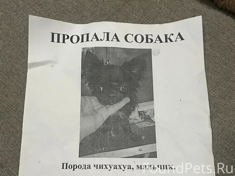 Пропал щенок чихуахуа, Подольск