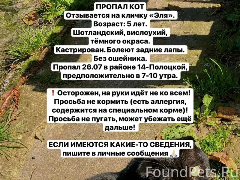 Пропал шотландский вислоухий кот Эля, 14-Полоцкая