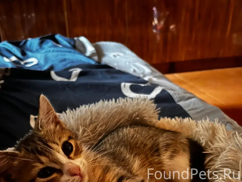 Пропал котёнок, улица Гайдара