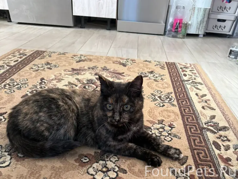 Пропала кошка, СНТ Тавры