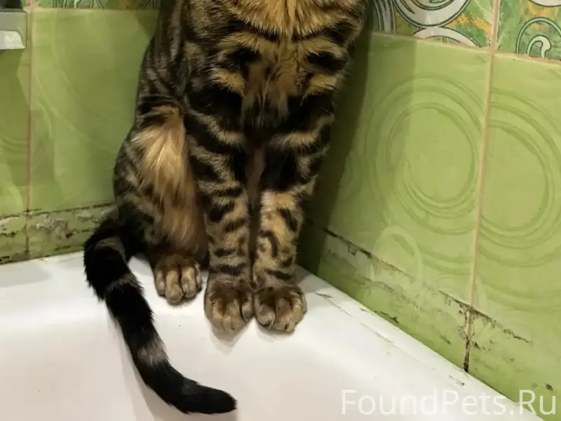 Пропал кот Масяня, деревня Дашковка