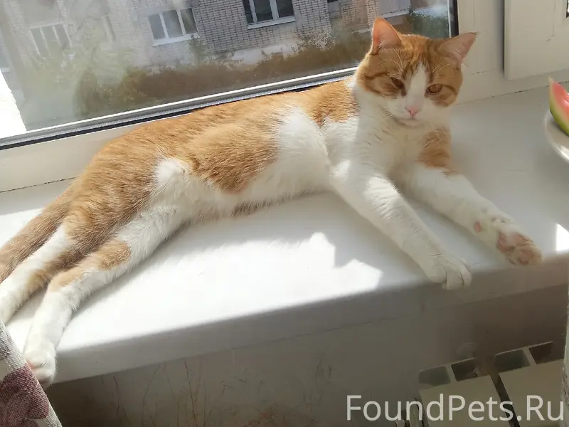 Пропал рыжий кот Рыжик, Текмаш