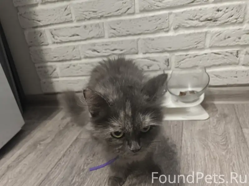 Найдена домашняя кошка, Желябова 13