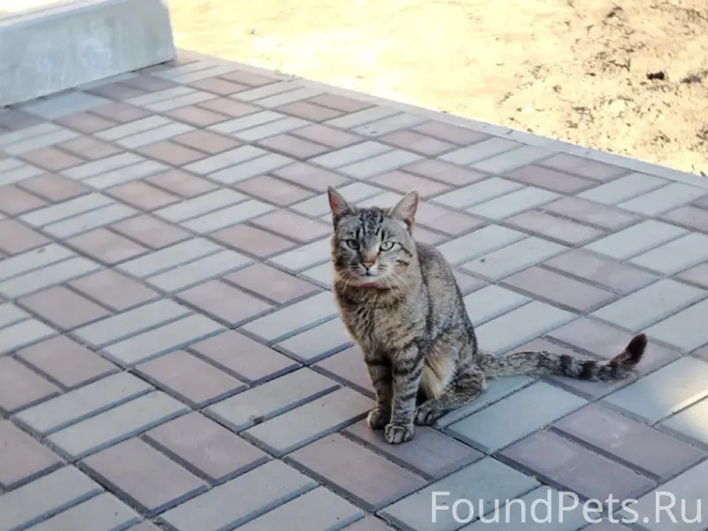 Пропал кот, Кривой Рог