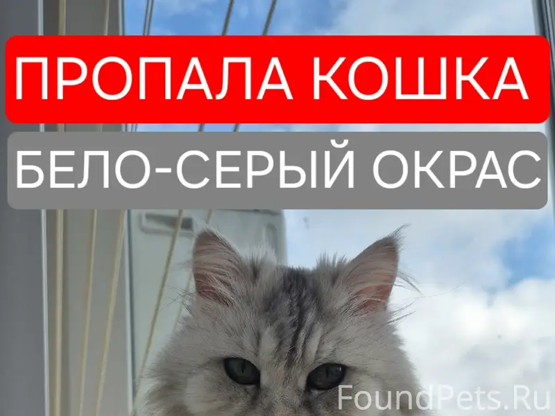 Пропала кошка, Волжский р-н