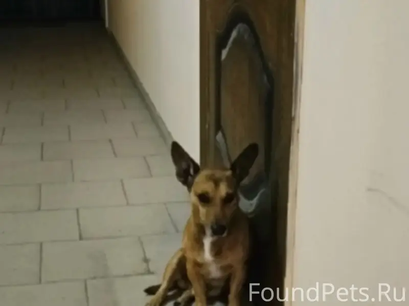 Найден тип собака, Майский Бульвар