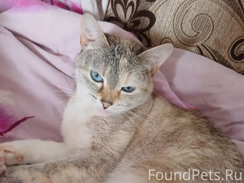 Пропала кошка, район Барышских вестей