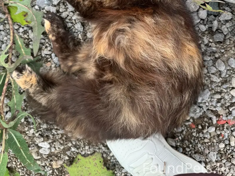 Найдена мама кошка и котята, село Богандинское