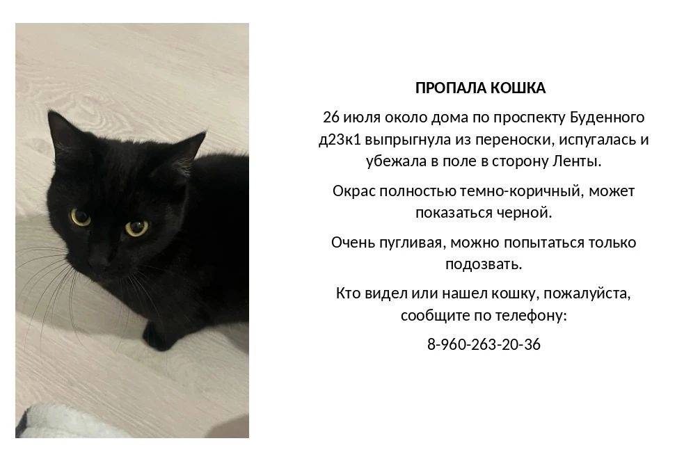 Пропала кошка Питер