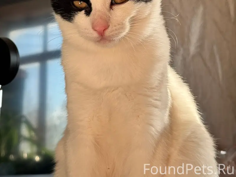 Пропали кошка и кот, [место не указано]