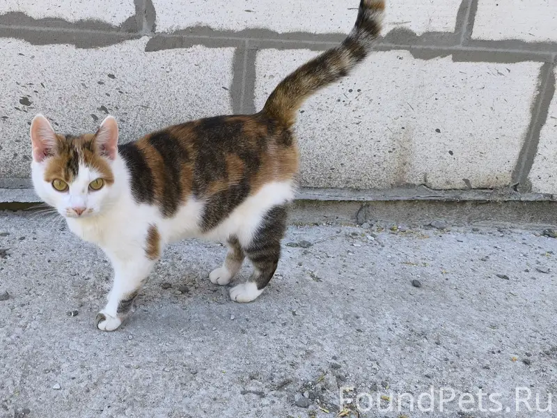 Пропала кошка Люся, Якиманская Слобода