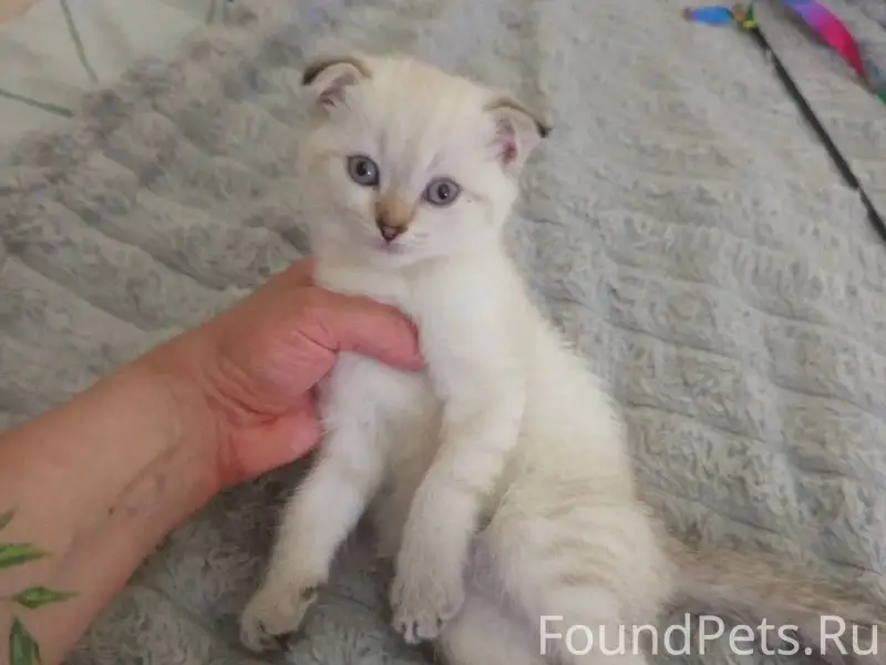 Пропала кошка, район северной поликлиники
