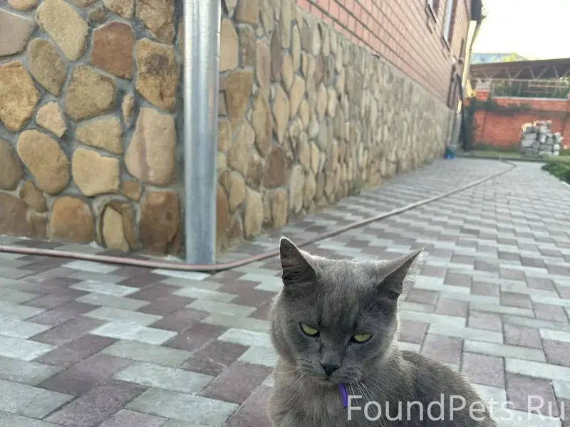 Пропал кот, переулок Набережный