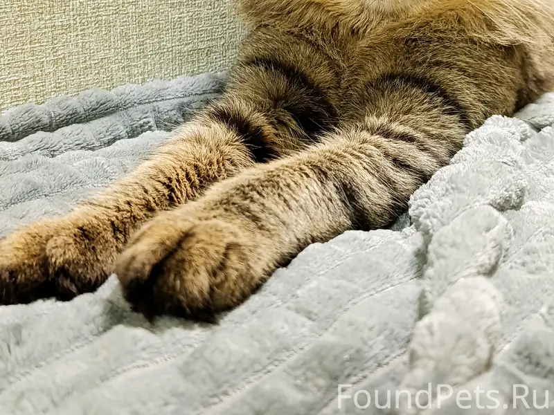 Пропал кот, Щуково