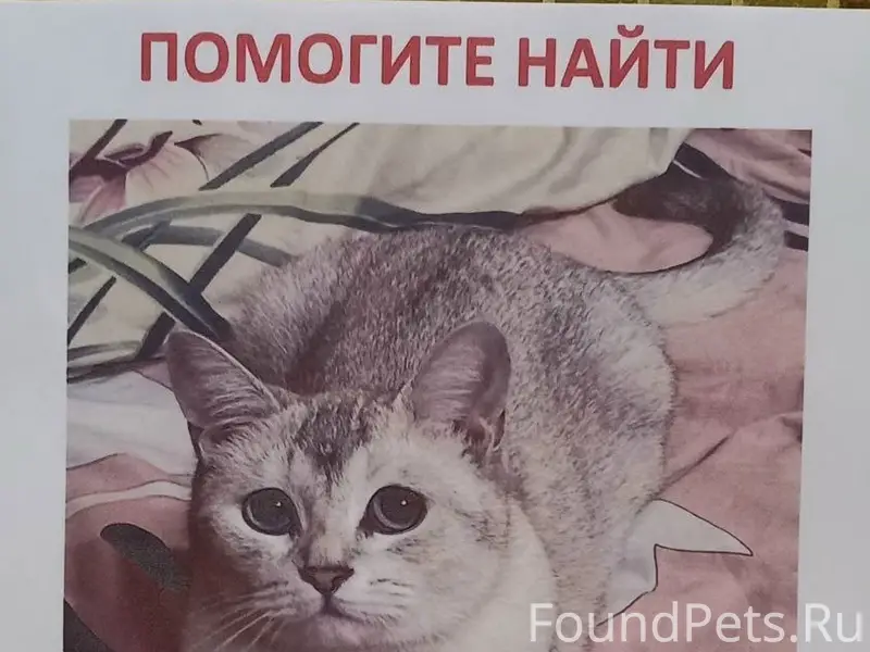 Пропала бурмилла Кейти, Москва, Солнцево