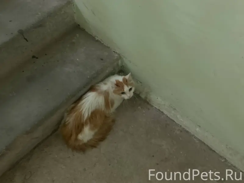 Найдена кошка, Самара, Карбышева
