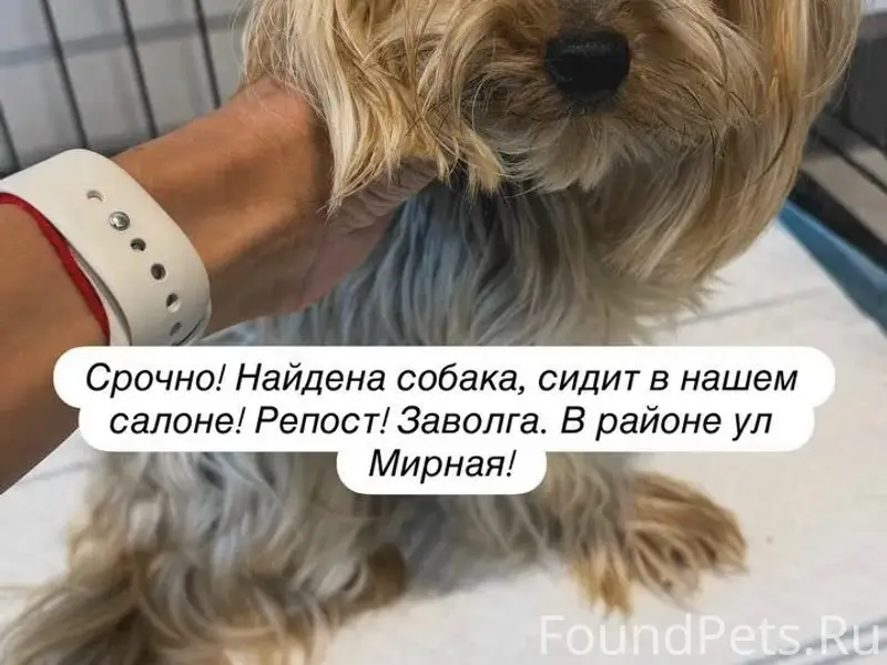 Найден тип собака, г. Ярославль, Заволжский район