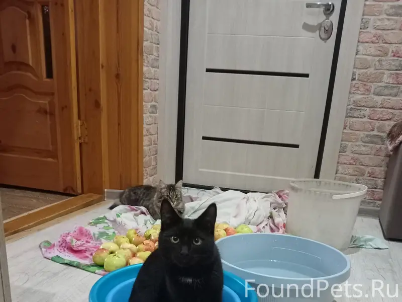 Пропал кот