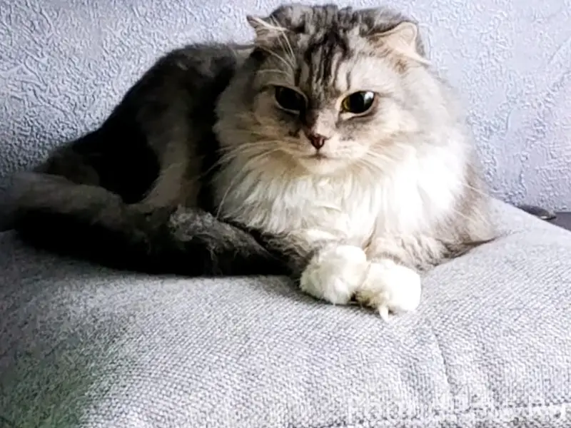 Пропала кошка Мася, район ул. Герцена