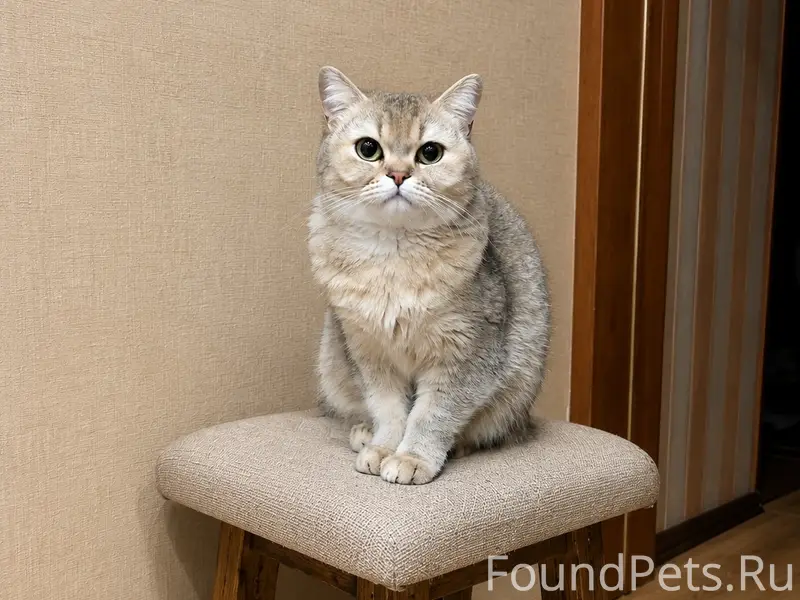 Пропала шотландская кошка Грейси, ул. Карла Маркса