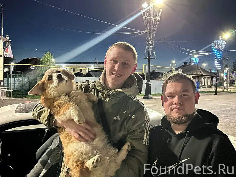Пропала корги Булка, район скейт парка