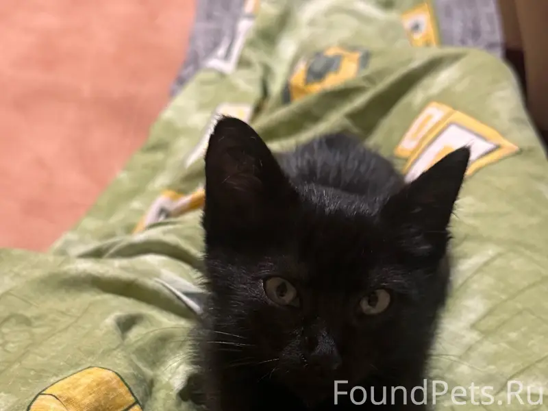 Пропал черный котенок, рядом с улицей Ленина