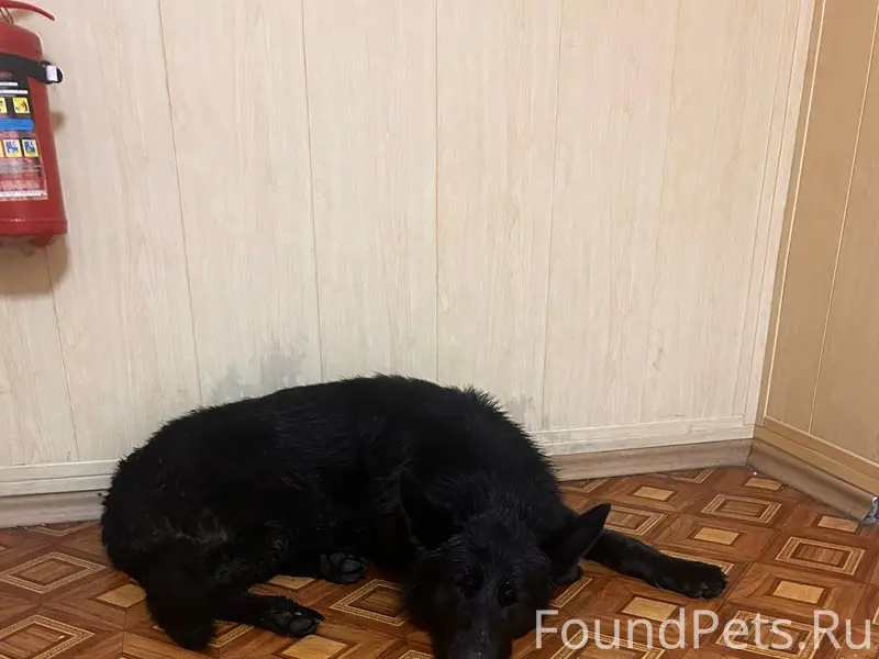 Найден кобель, Бежица
