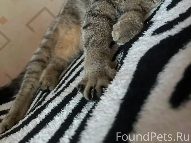 Пропала кошка Джесси, улица 1 Мая