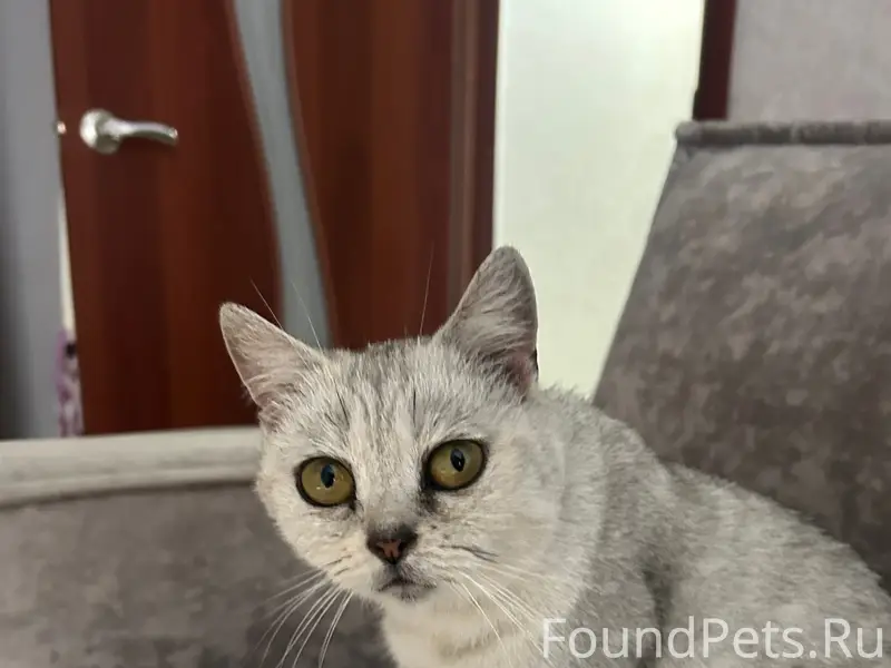 Найдена кошка,