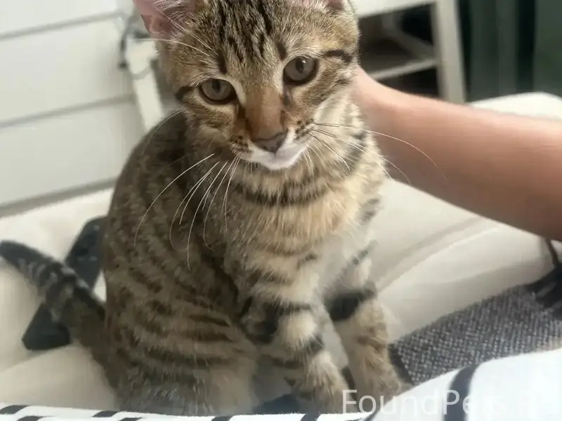 Пропала кошка, без местоположения