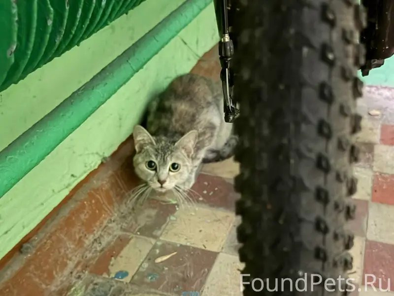 Найдена кошка, Победы 32а