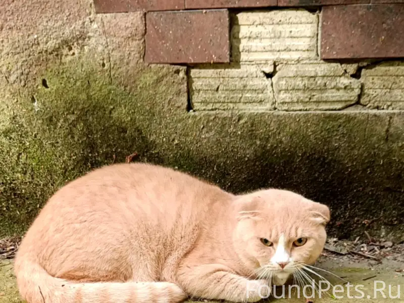 Найден кот, Красное Село