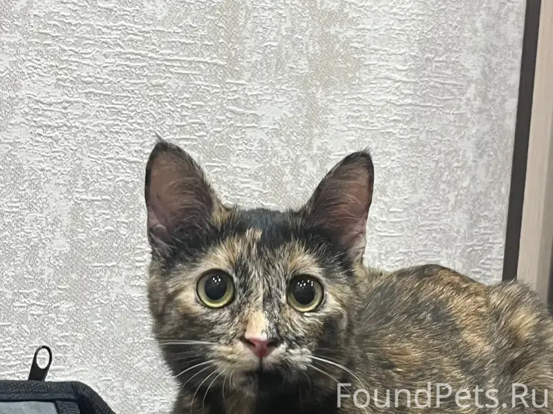 Пропала кошка Лина, 6 микрорайон