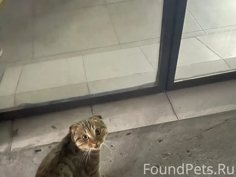 Пропал породистый котёнок, Ковров