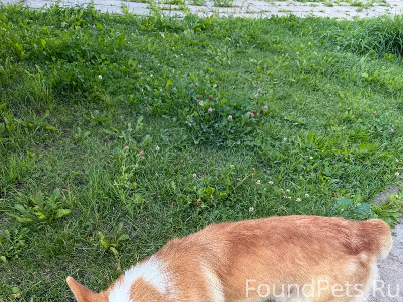 Найден корги, Сергиев Посад